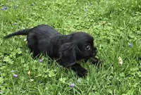 Black onyx, a female Cavalier King Charles Spaniel for sale in Arkport, NY – 2 of 9