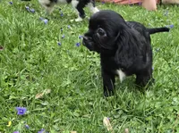 Black onyx, a female Cavalier King Charles Spaniel for sale in Arkport, NY – 7 of 9