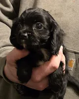 Black onyx, a female Cavalier King Charles Spaniel for sale in Arkport, NY – Photo 6 of 6