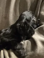 Black onyx, a female Cavalier King Charles Spaniel for sale in Arkport, NY – Photo 3 of 6