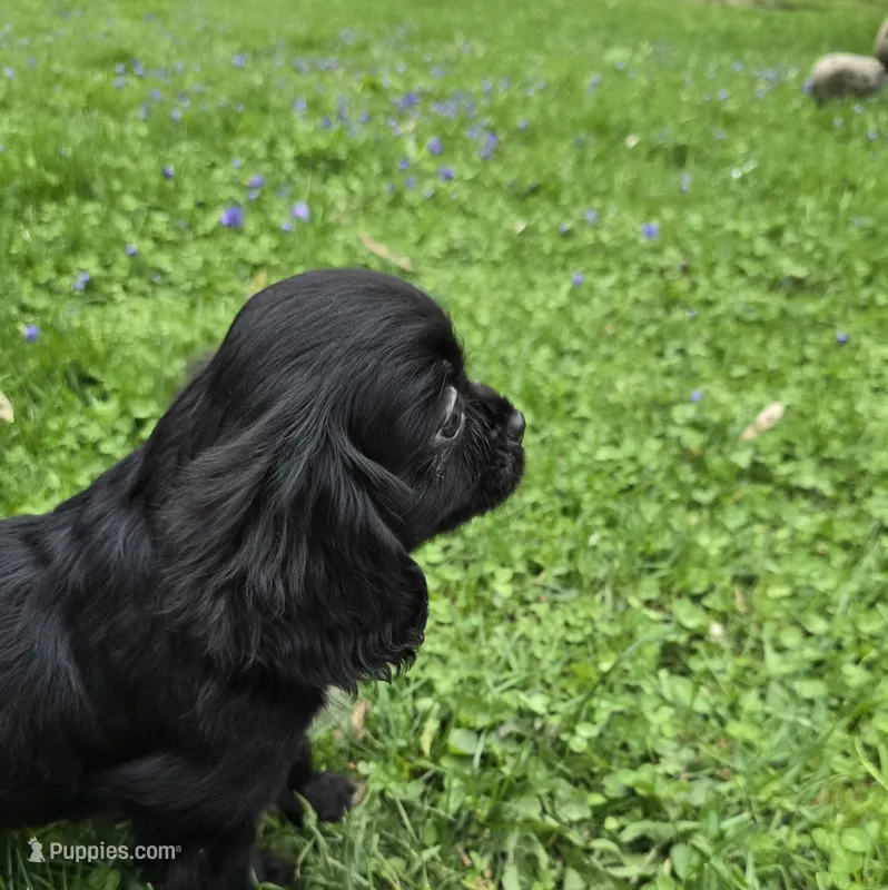 Black onyx – Cavalier King Charles Spaniel puppy for sale in Arkport, NY