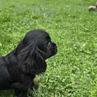Black onyx, a female Cavalier King Charles Spaniel for sale in Arkport, NY – 1 of 9