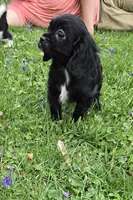 Black onyx, a female Cavalier King Charles Spaniel for sale in Arkport, NY – 9 of 9