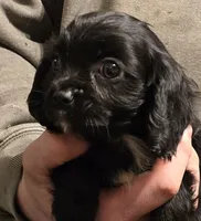 Black onyx, a female Cavalier King Charles Spaniel for sale in Arkport, NY – Photo 2 of 6