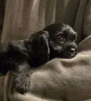 Black onyx, a female Cavalier King Charles Spaniel for sale in Arkport, NY – Photo 5 of 6