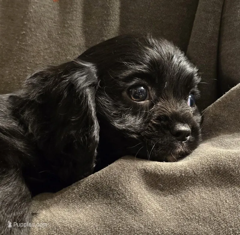 Black onyx – Cavalier King Charles Spaniel puppy for sale in Arkport, NY