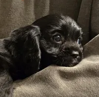 Black onyx, a female Cavalier King Charles Spaniel for sale in Arkport, NY – Photo 1 of 6