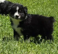 Geoff, a female Australian Shepherd for sale in Arkport, NY – 3 of 5