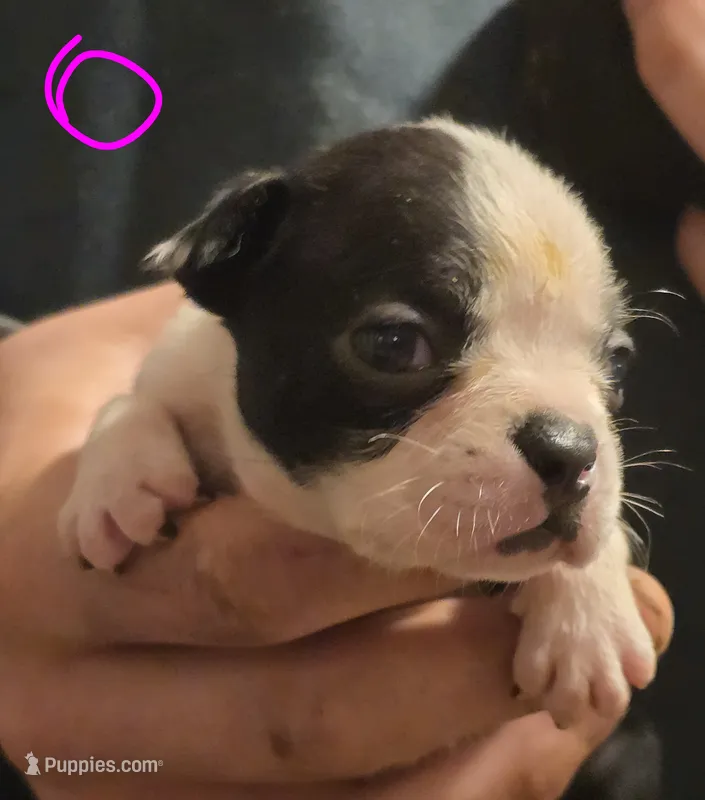 Sally – Boston Terrier puppy for sale in Arkport, NY