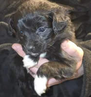 Paula, a female Aussalier for sale in Arkport, NY – Photo 2 of 2