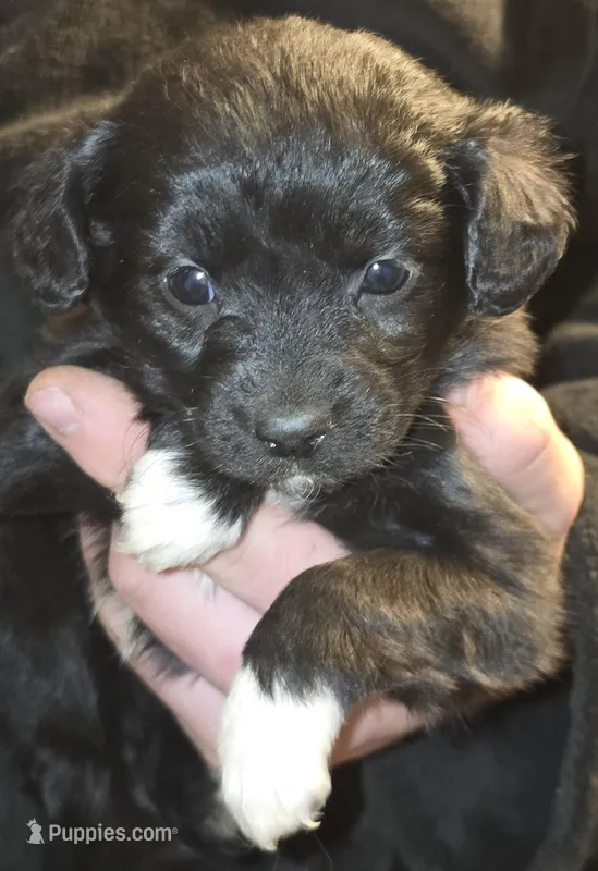 Paula – Aussalier puppy for sale in Arkport, NY
