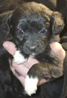 Paula, a female Aussalier for sale in Arkport, NY – Photo 1 of 2