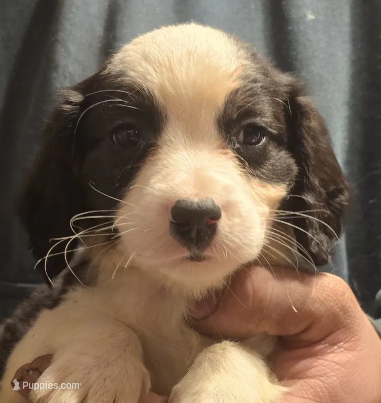 Prince – Aussalier puppy for sale in Arkport, NY