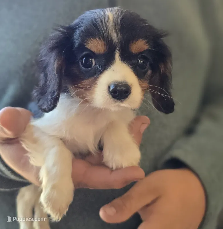 Charity – Cavalier King Charles Spaniel puppy for sale in Arkport, NY