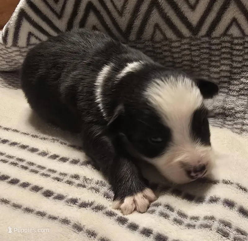 Danny – Australian Shepherd puppy for sale in Arkport, NY
