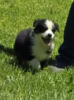Georgia , a female Australian Shepherd for sale in Arkport, NY – 4 of 8
