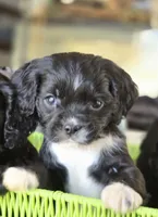 Ian, a male Cavalier King Charles Spaniel and Cockalier for sale in Arkport, NY – Photo 2 of 3