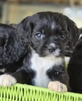 Ian, a male Cavalier King Charles Spaniel and Cockalier for sale in Arkport, NY – Photo 3 of 3