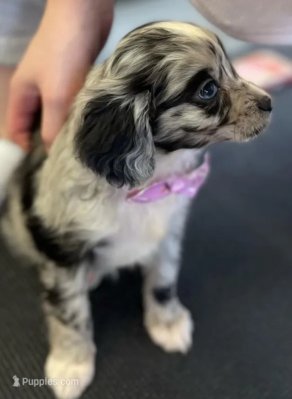 Peter – Aussalier puppy for sale in Arkport, NY