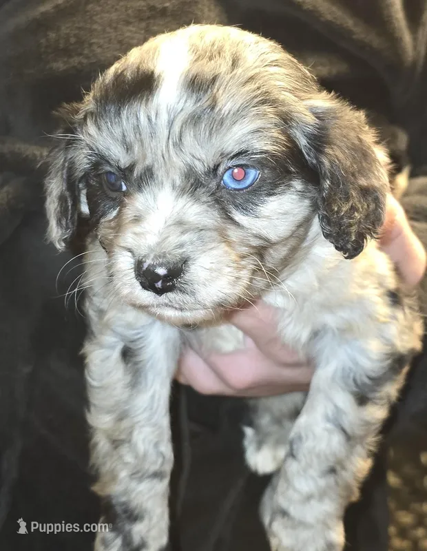 Peter – Aussalier puppy for sale in Arkport, NY