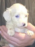 Poppy, a female Aussalier for sale in Arkport, NY – 1 of 4