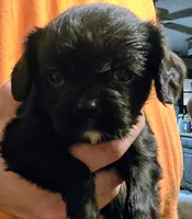 Eden, a female Cavalier King Charles Spaniel for sale in Arkport, NY – 2 of 2