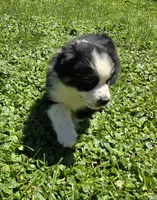 Georgia , a female Australian Shepherd for sale in Arkport, NY – 8 of 8