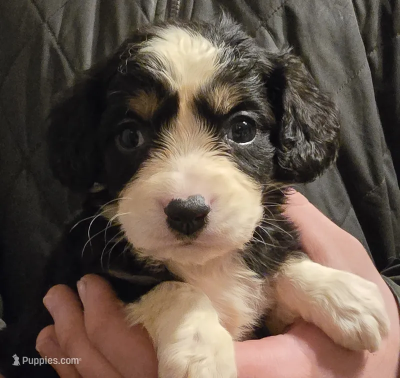 Pearl – Aussalier puppy for sale in Arkport, NY