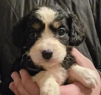 Pearl, a female Aussalier for sale in Arkport, NY – 1 of 1