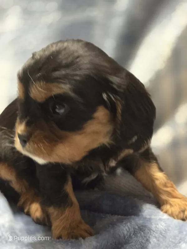 Merci – Cavalier King Charles Spaniel puppy for sale in Arkport, NY