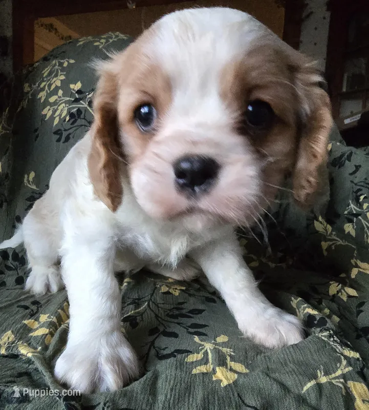 Everett  – Cavalier King Charles Spaniel puppy for sale in Arkport, NY