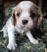 Everett , a male Cavalier King Charles Spaniel for sale in Arkport, NY – Photo 1 of 2