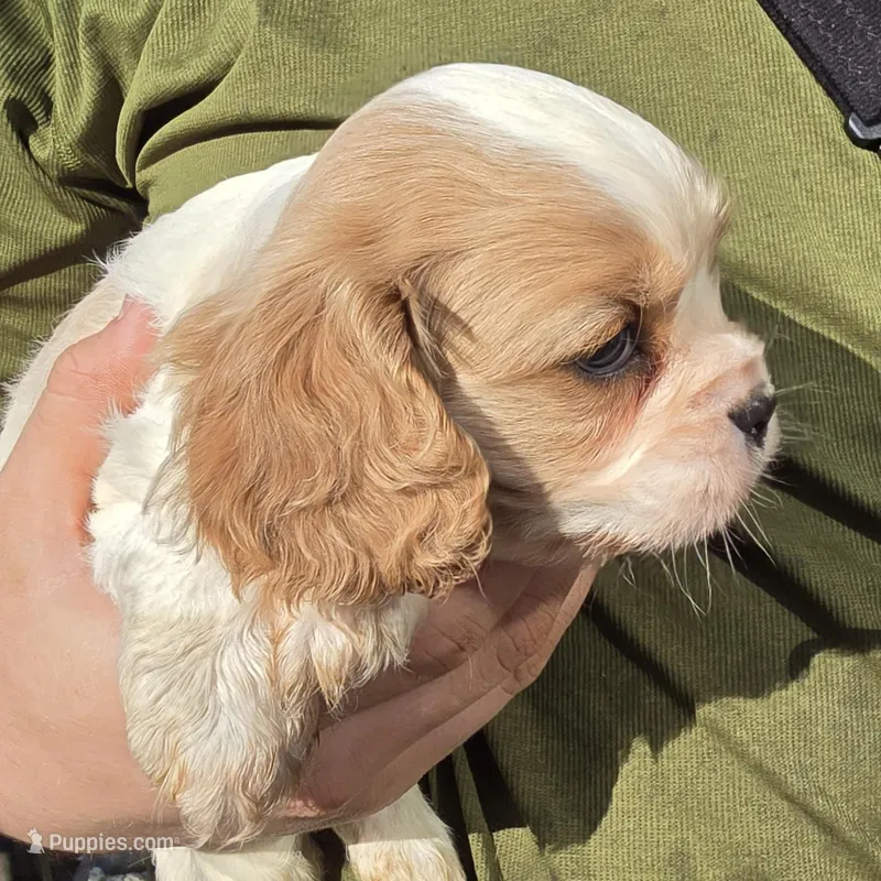 Everett  – Cavalier King Charles Spaniel puppy for sale in Arkport, NY