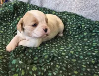 Everett , a male Cavalier King Charles Spaniel for sale in Arkport, NY – Photo 2 of 2