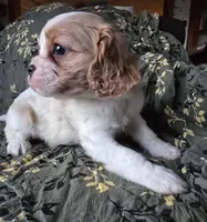 Everett , a male Cavalier King Charles Spaniel for sale in Arkport, NY – Photo 2 of 2
