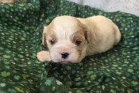 Everett , a male Cavalier King Charles Spaniel for sale in Arkport, NY – Photo 1 of 2