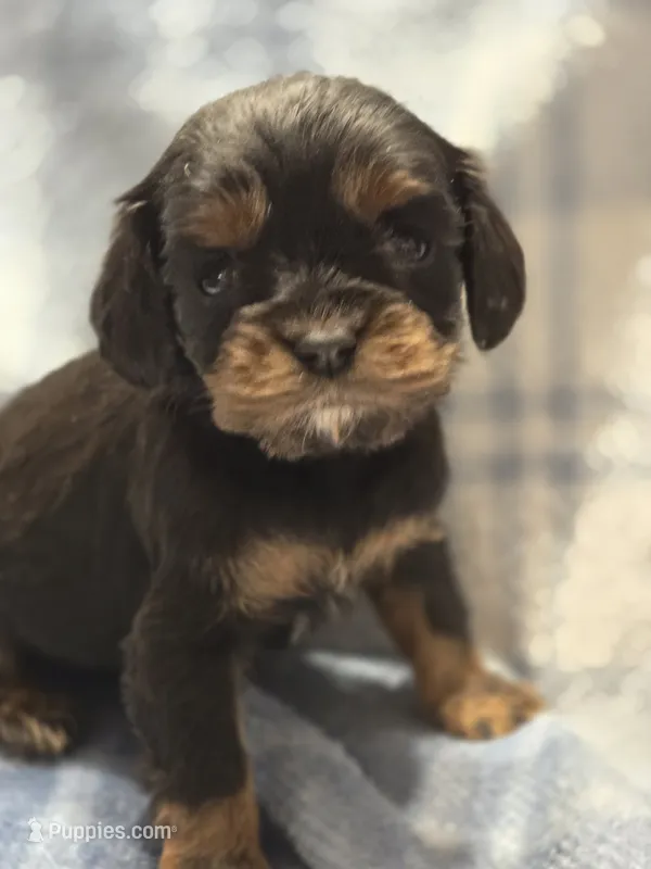 Mia – Cavalier King Charles Spaniel puppy for sale in Arkport, NY