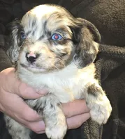 Patterson , a male Aussalier for sale in Arkport, NY – Photo 3 of 3