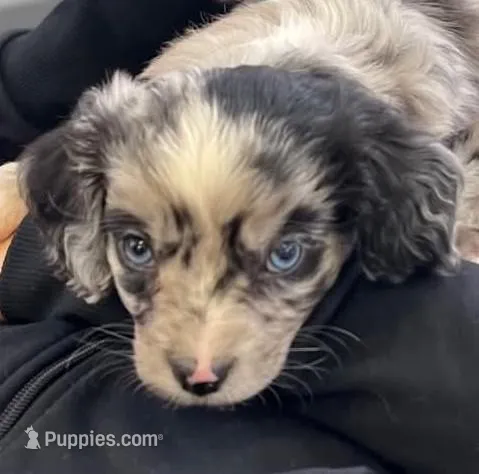 Patterson  – Aussalier puppy for sale in Arkport, NY