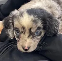 Patterson , a male Aussalier for sale in Arkport, NY – Photo 1 of 3