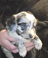 Patterson , a male Aussalier for sale in Arkport, NY – Photo 2 of 3