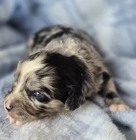 Patterson , a male Aussalier for sale in Arkport, NY – Photo 2 of 2