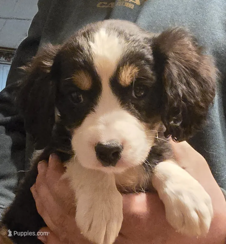 Pearl – Aussalier puppy for sale in Arkport, NY