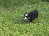 Deja blue eyes, a female Australian Shepherd for sale in Arkport, NY – 5 of 7