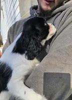 Prince black white, a male Cavalier King Charles Spaniel for sale in Arkport, NY – Photo 4 of 4