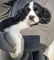 Prince black white, a male Cavalier King Charles Spaniel for sale in Arkport, NY – Photo 2 of 4
