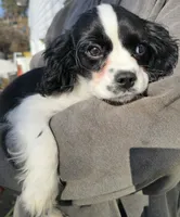 Prince black white, a male Cavalier King Charles Spaniel for sale in Arkport, NY – Photo 3 of 4