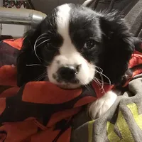 Prince black white, a male Cavalier King Charles Spaniel for sale in Arkport, NY – Photo 1 of 4