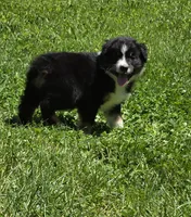 Geoff, a female Australian Shepherd for sale in Arkport, NY – 4 of 5