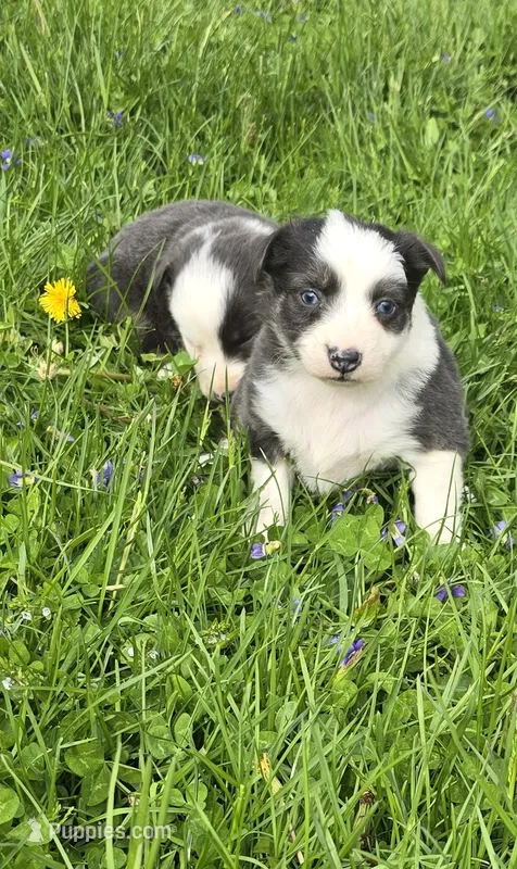 Dilute blue – Australian Shepherd puppy for sale in Arkport, NY